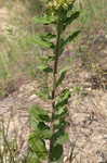 Pineland milkweed